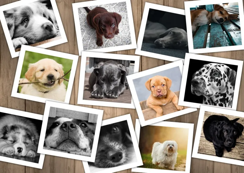 Chiens