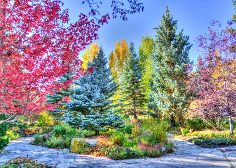 Forêt Colorée, Colorado, USA