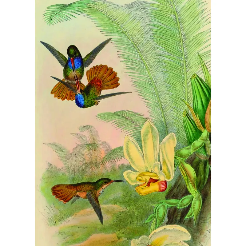 Colibris