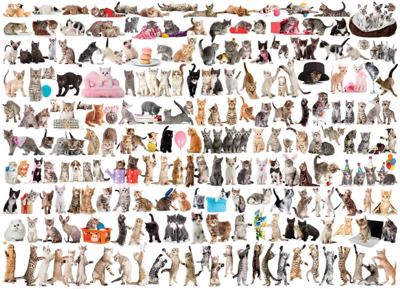 Un Monde de Chats