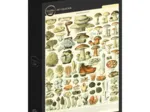 Illustration du Larousse : Champignons, XIXè Siècle