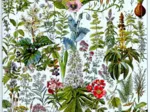 Illustration du Larousse : Les Plantes Médicinales