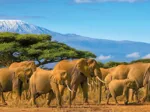 Puzzle Panoramique - Troupeau d'Éléphants