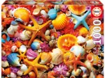 Collage de Coquillages