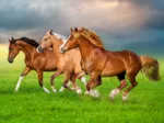 Chevaux en Ruée Vers le Printemps