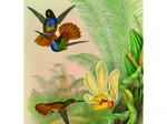 Colibris