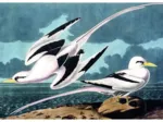 Mouettes
