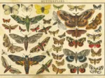 Vintage Nature - Papillons