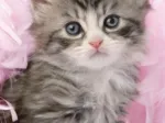 Douceur de chaton