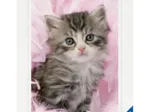 Douceur de chaton