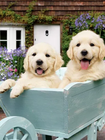 Produit Chiots dans une Brouette Image