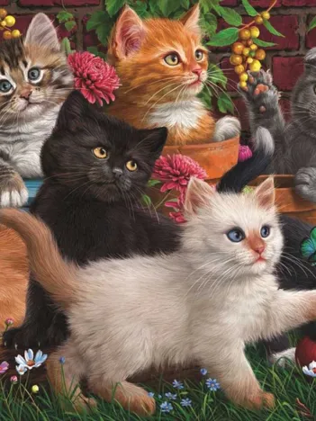 Produit Kittens Playing Image