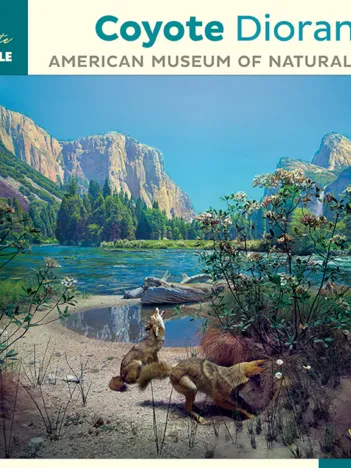 Produit Coyote Diorama - American Museum of Natural History Image