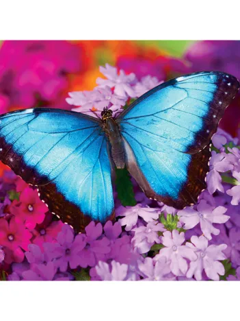 Produit Iridescence - Butterfly Image