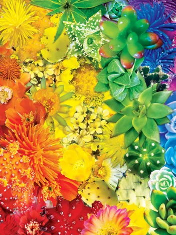 Produit Sun Succulents Image