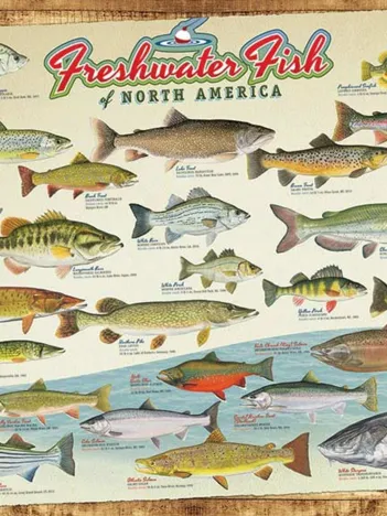 Produit Freshwater Fish of North America Image