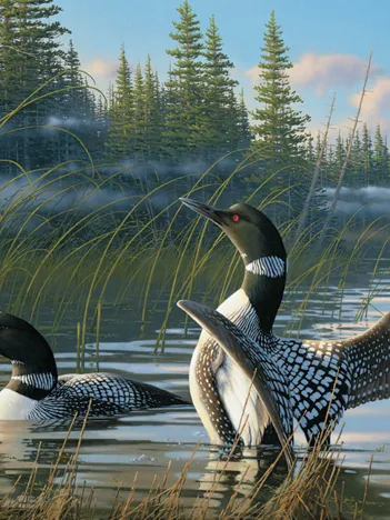 Produit Common Loons Image