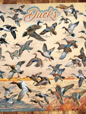 Produit Ducks of North America Image