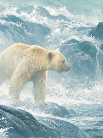 Produit Pièces XXL - Salmon Watch - Spirit Bear Image