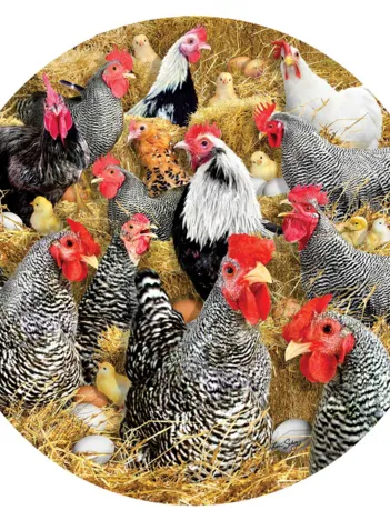 Produit Chickens and Chicks Image