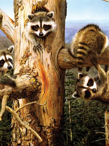 Produit Pièces XXL - Balancing Act Image