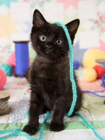 Produit Chat Mignon Image