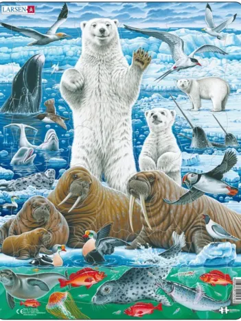 Produit Puzzle Cadre - Ours Polaire & Morse Image