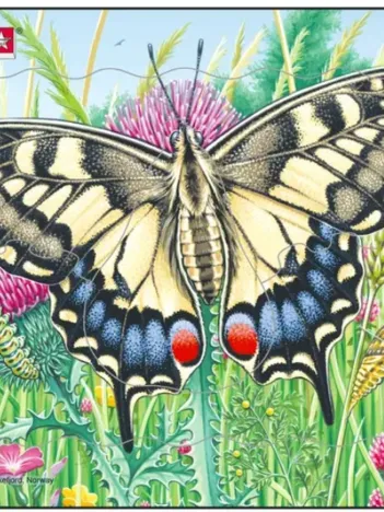 Produit Puzzle Cadre - Papillon Image