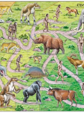 Produit Puzzle Cadre - Evolution du Singe à l'Homme (en Français) Image