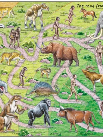 Produit Puzzle Cadre - The Road From Ape to Human (en Anglais) Image