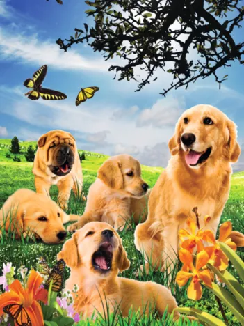 Produit Effet 3D - Chiens Image