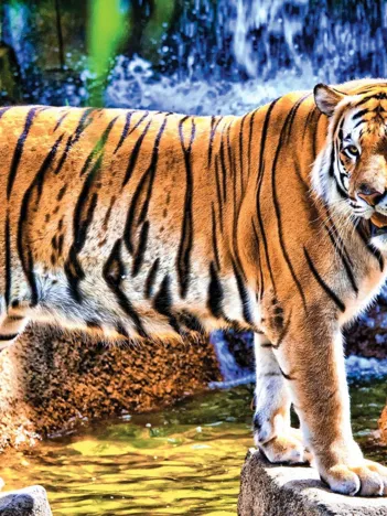 Produit Amazing Tiger Image