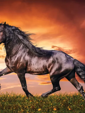 Produit Black Beauty Image