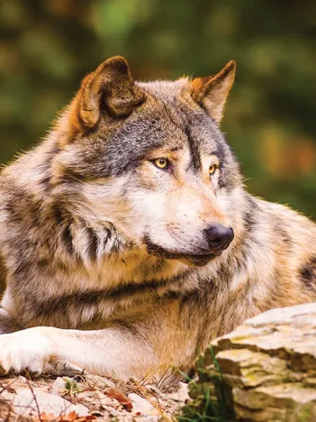 Produit Lonewolf Image