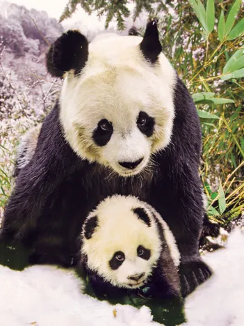 Produit Panda Mother Image