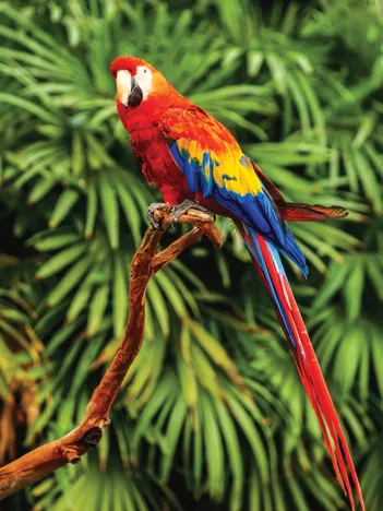 Produit Scarlet Macaw Image
