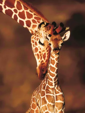 Produit Stunning Giraffes Image