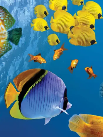 Produit Underwater Image