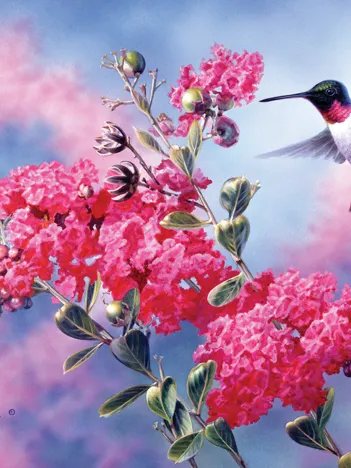 Produit Merops Image