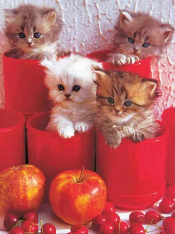 Produit Cherry Cats Image