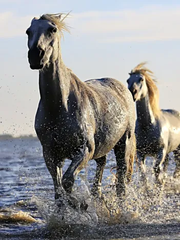 Produit Chevaux Image