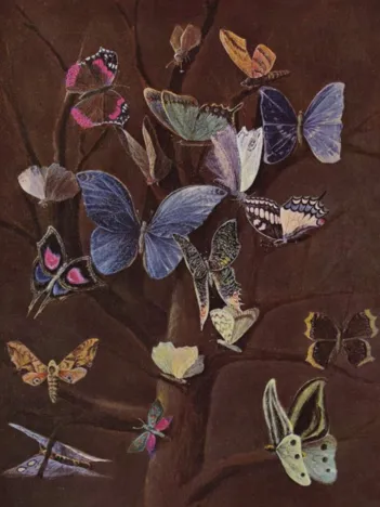 Produit Wilhelm von Kaulbach : Schmetterlinge, 1860 Image