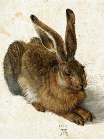 Produit Albrecht Dürer - Le Lapin, 1502 Image