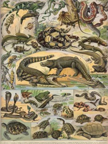Produit Illustration du Nouveau Larousse Illustré : Reptiles , 1897-1904 Image