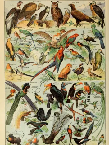 Produit Illustration du Larousse pour Tous : Oiseaux , XIXè Siècle Image