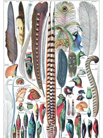Produit Illustration du Larousse pour Tous : Plumes , 1907-1910 Image