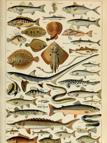 Produit Illustration du Larousse pour Tous : Poissons , XIXè Siècle Image