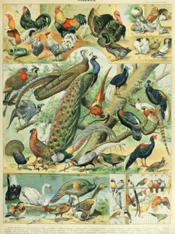 Produit Illustration du Nouveau Larousse Illustré : Oiseaux , XIXè Siècle Image