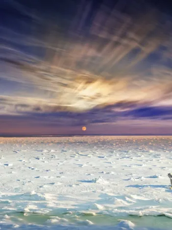 Produit Polar Bears, Churchill M Anitoba, Day to Night TM Image