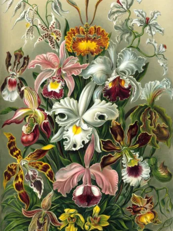 Produit Ernst Haeckel : Les Orchidées , 1904 Image